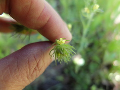 Castilleja tenuis