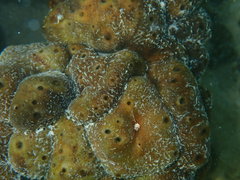 Chondrilla caribensis