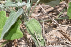 Physalis mollis