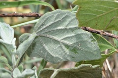 Physalis mollis