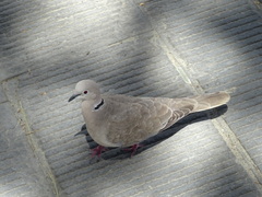 Streptopelia decaocto