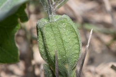 Physalis mollis