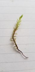 Ptychostomum pseudotriquetrum