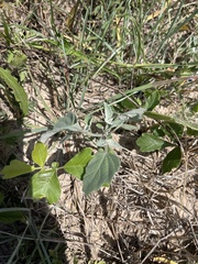 Physalis mollis