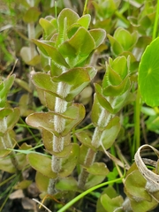 Bacopa caroliniana image