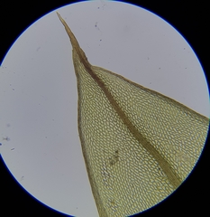 Ptychostomum pseudotriquetrum