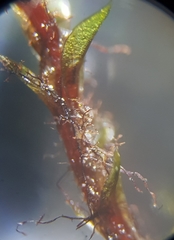 Ptychostomum pseudotriquetrum