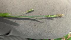 Carex laxiculmis copulata