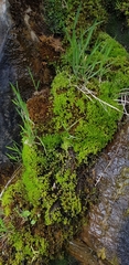 Ptychostomum pseudotriquetrum