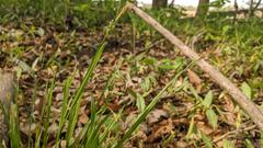 Carex laxiculmis copulata
