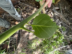 Dalbergia ecastaphyllum