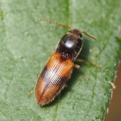 Horistonotus curiatus