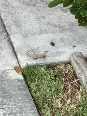 Leiocephalus carinatus