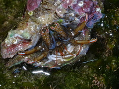 Clibanarius erythropus