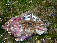 Clibanarius erythropus