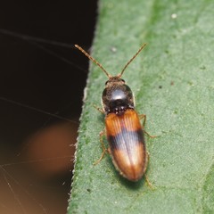Horistonotus curiatus