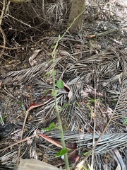 Dalbergia ecastaphyllum