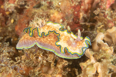 Glossodoris