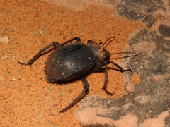 Prionotheca coronata