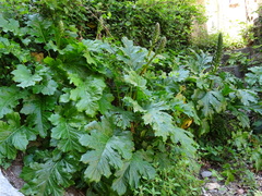 Acanthus mollis