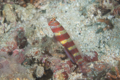 Amblyeleotris wheeleri