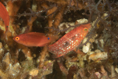 Oxycheilinus celebicus