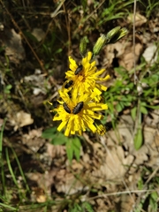 Anthaxia quadripunctata