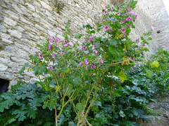 Malva arborea