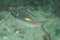Scolopsis xenochrous