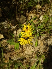 Anthaxia quadripunctata