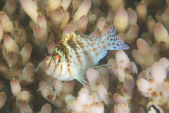 Cirrhitichthys falco