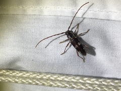 Enaphalodes taeniatus