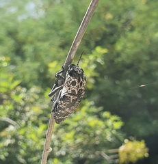 Capnodis cariosa