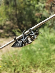 Capnodis cariosa