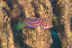 Pseudocheilinus hexataenia