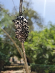 Capnodis cariosa