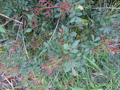 Pistacia lentiscus