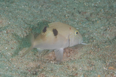 Parupeneus pleurostigma