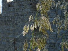 Ampelodesmos mauritanicus