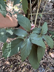 Clerodendrum quadriloculare