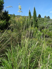 Ampelodesmos mauritanicus