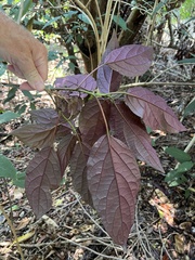 Clerodendrum quadriloculare