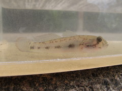 Acentrogobius viridipunctatus