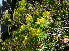 Euphorbia dendroides