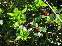 Rhamnus alaternus