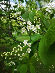 Prunus padus