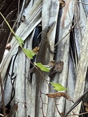 Anolis carolinensis