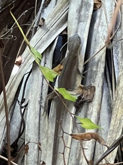 Anolis carolinensis
