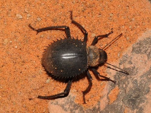 Urchin Beetle