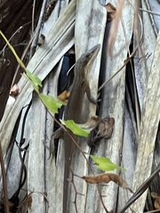 Anolis carolinensis